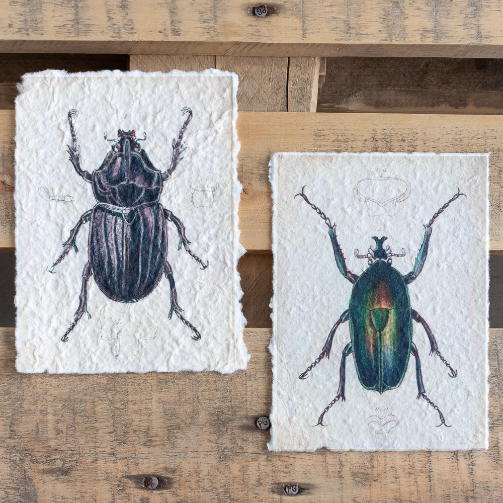 NAMBA_INK_Láminas decorativas escarabajos